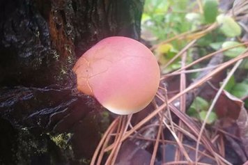 隐孔菌的功效与作用