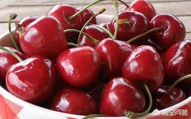 大樱桃市场零售价最贵卖到近二十元一斤，为何不发展大樱桃种植呢？