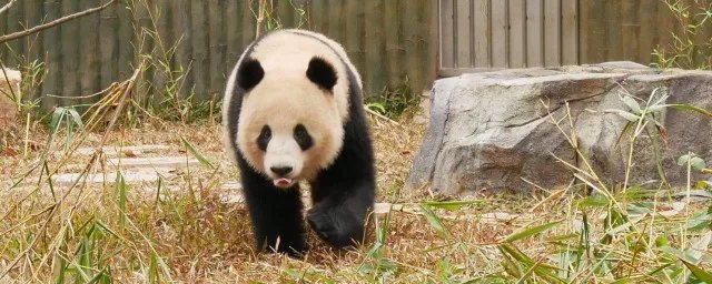 大熊猫走路方式 大熊猫走路介绍