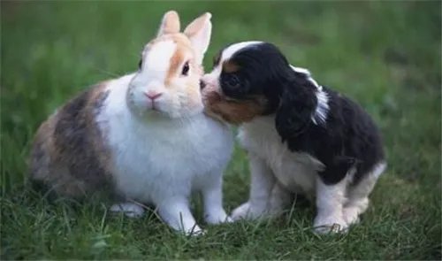 最佳夫妻属相婚配表 瞧瞧你和什么属相最相配