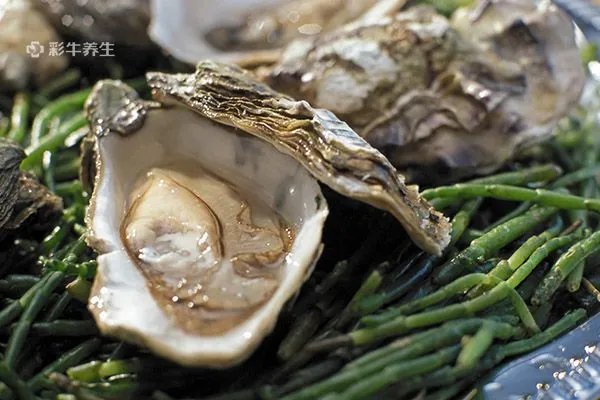 生蚝怎么做好吃又简单