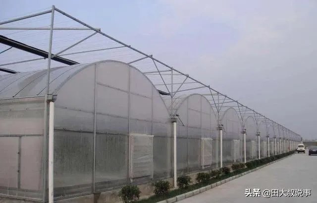 强台风“立奇马”要来了,温室大棚该提前做哪些防御措施,准备什么?