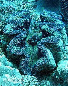 魔鬼砗磲是什么？