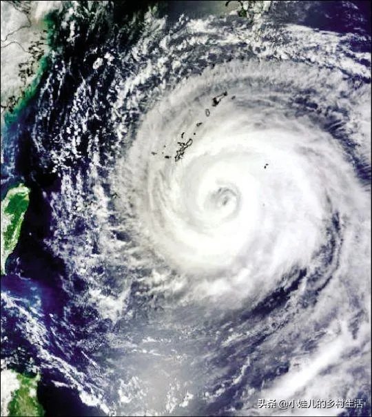 为什么今年广西香蕉价格不好？