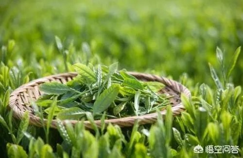 怎么从白莲花的外表看出绿茶婊的心？