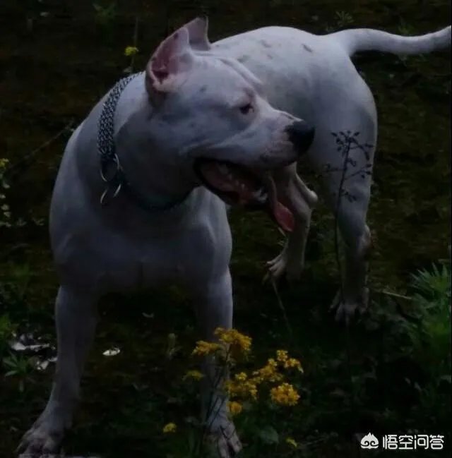 藏獒可以打得过杜高犬吗？为什么？
