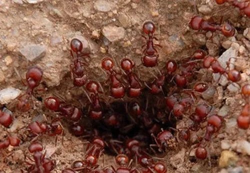 女子景区被蚂蚁咬伤晕厥，该不该找景区索赔？