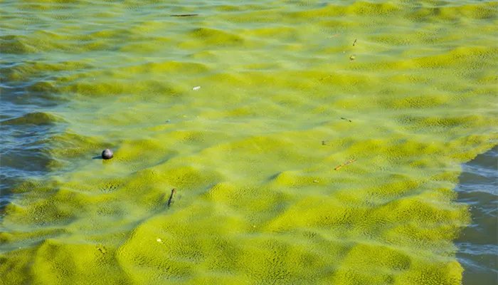 浒苔是什么东西 浒苔是怎么形成的
