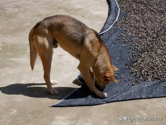 保定一日游最佳景点