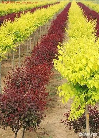 怎么在网上买到真苗木