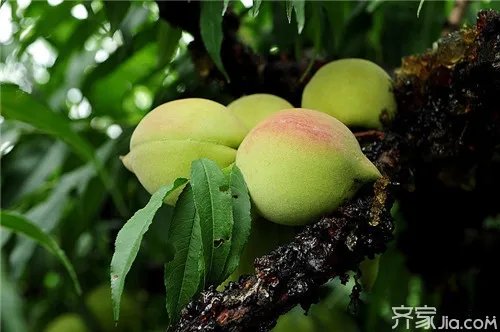 鹰嘴桃|鹰嘴桃知识介绍 鹰嘴桃种植技术