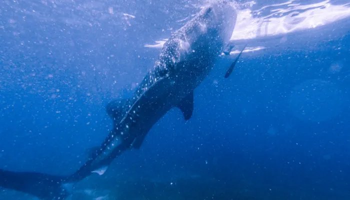 什么是哺乳动物