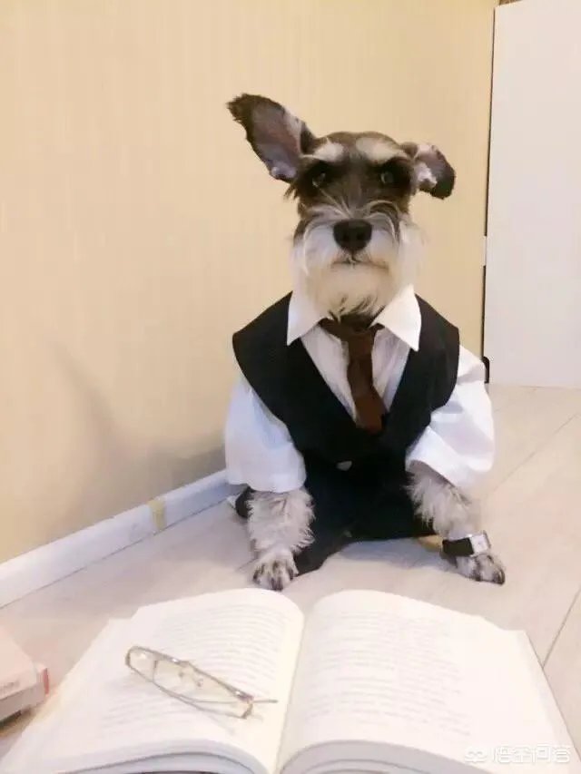 雪纳瑞犬的优缺点是什么？