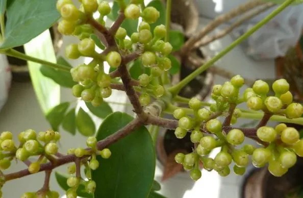 青杠树果实图片