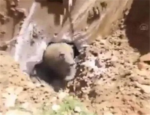 工人拆化粪池突发险情!地底钻出怪物（图）