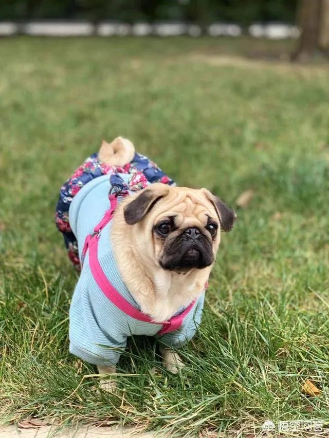 为什么养八哥犬的人那么少?