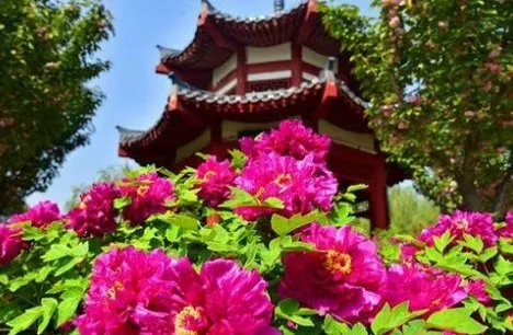 代表连续4年建议牡丹为国花，你更推荐哪种花呢？为什么？