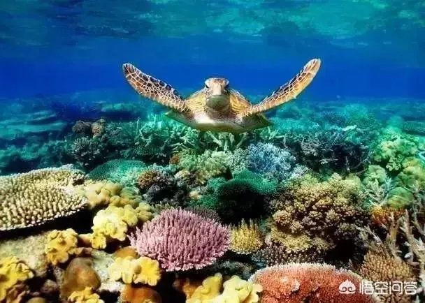 克罗地亚一女子与狗结婚，你如何看待？