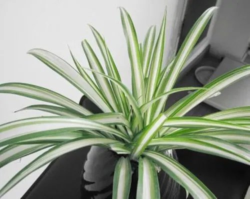 新家具除味妙招 6个小妙招让你远离异味