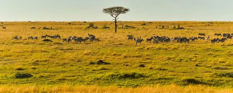 algeria是哪个国家 algeria是什么意思中文