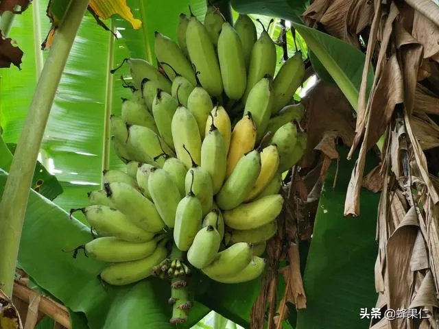 为什么今年广西香蕉价格不好？