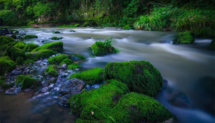 浒苔是什么东西 浒苔是怎么形成的