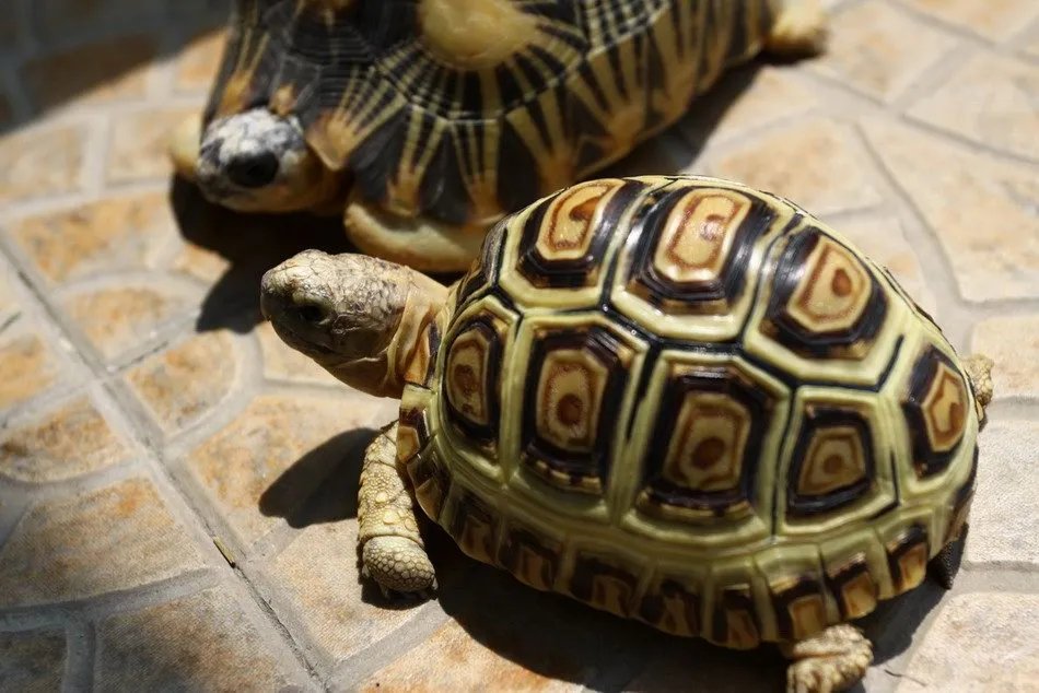 龟友之家的论坛版块