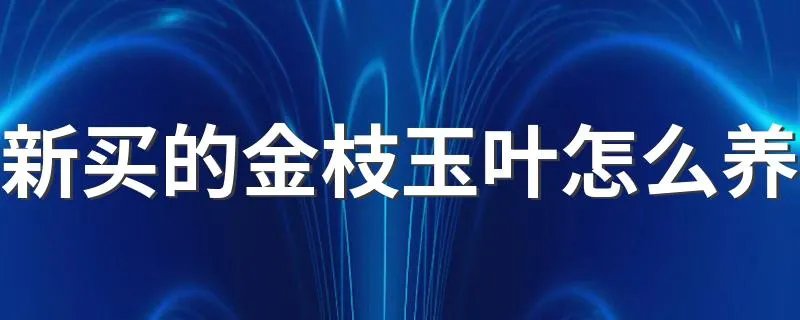 新买的金枝玉叶怎么养 养新买的金枝玉叶方法
