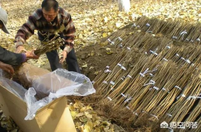 怎么在网上买到真苗木