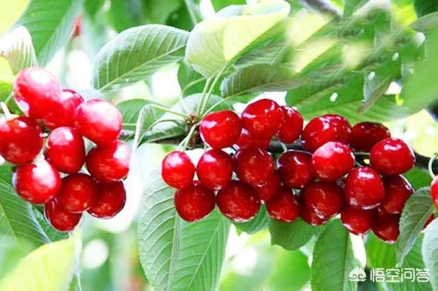 大樱桃市场零售价最贵卖到近二十元一斤，为何不发展大樱桃种植呢？