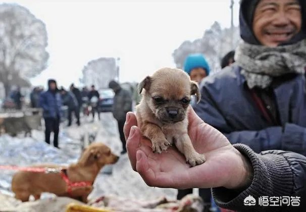 为什么养八哥犬的人那么少?