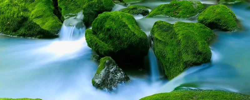 浒苔是什么东西 浒苔是怎么形成的