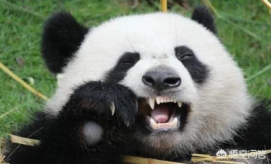 大熊猫为什么古代叫食铁兽？