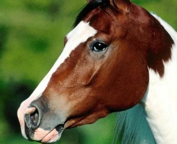 90年属什么的生肖