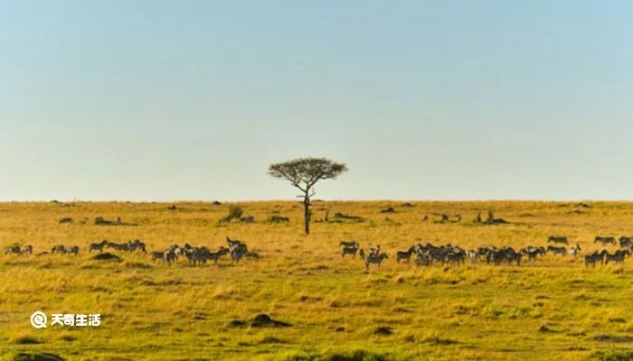 塞内加尔是哪个国家