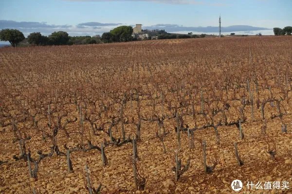 【深度干货】罗纳河谷产区详解（上：北罗篇）