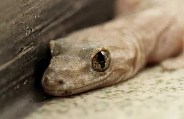 壁虎科的种类及分布