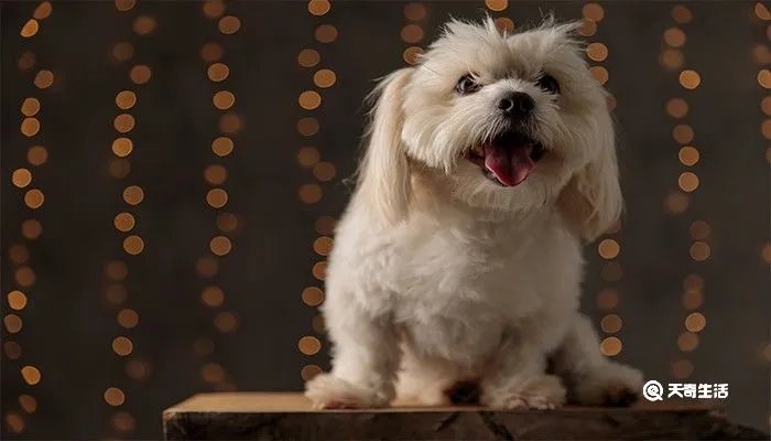 小狗翻肠子怎么办