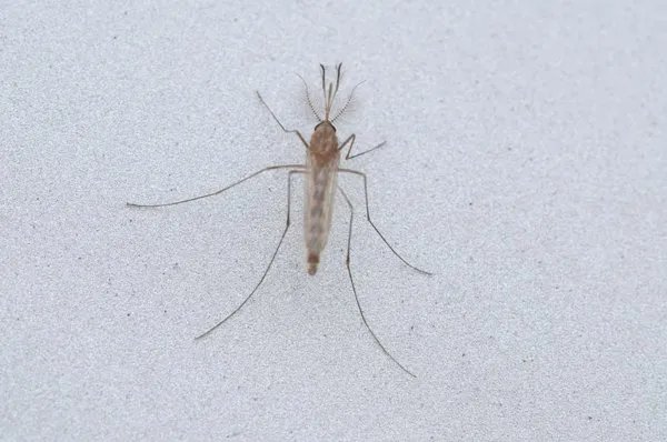 蚊不叮的副作用