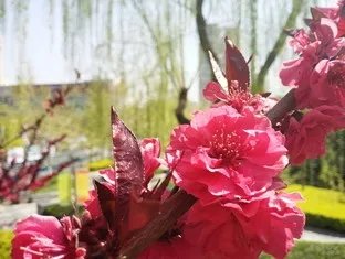 整体变化不大 自拍神器美图M4全面评测