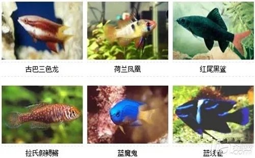 观赏鱼的种类 观赏鱼图片及名称