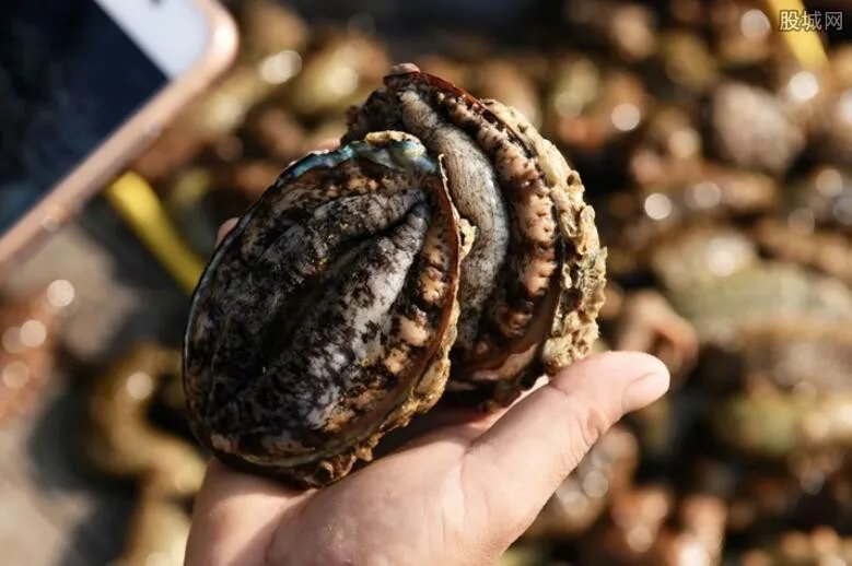 鲍鱼一般吃几头的 一斤10头鲍鱼价格多少