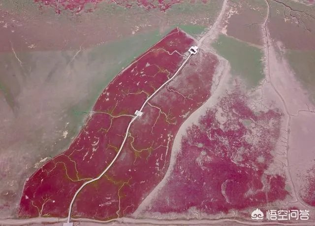 辽宁红海滩值得去吗?为什么海滩是红色的呢?