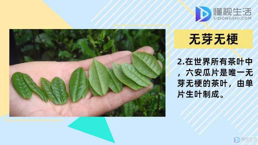 六安瓜片是属于什么茶