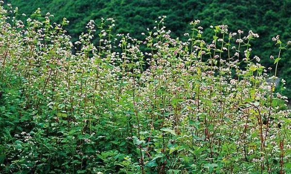 苦荞茶的功效与作用及食用方法