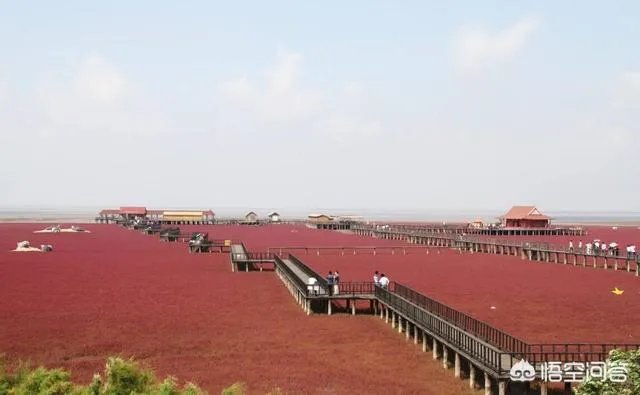 辽宁红海滩值得去吗?为什么海滩是红色的呢?