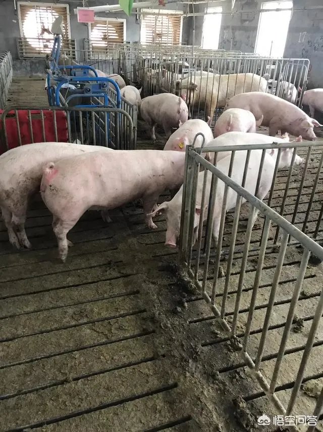 2018年生猪价格行情走势如何？