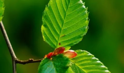 普陀鹅耳枥长什么样子？都有哪些形态特征呢？