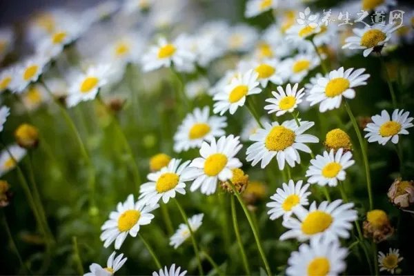 虾的营养价值有什么