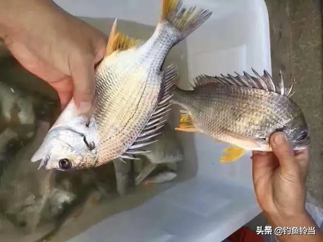 黄脚腊,黄脚立一样吗